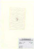 藏品(長枝沙菜)的圖片